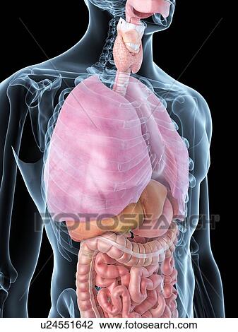 Drawing - Human internal organs, artwork. Fotosearch