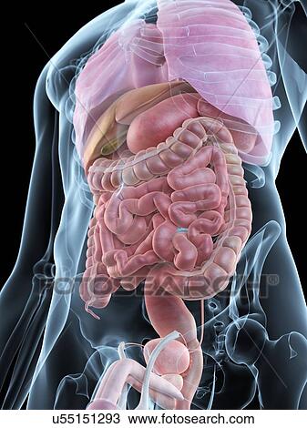 Drawing - Human internal organs, artwork. Fotosearch