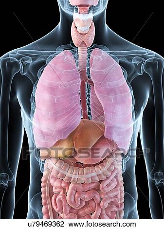 Drawing - Human internal organs, artwork. Fotosearch