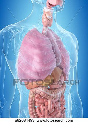 Drawing - Human internal organs, artwork. Fotosearch