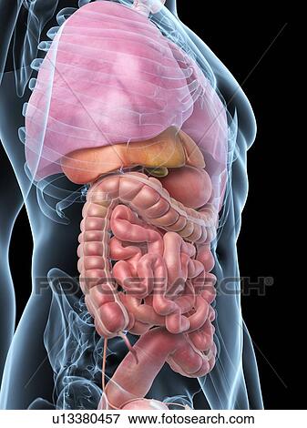 Stock Illustration - Human internal organs, artwork. Fotosearch