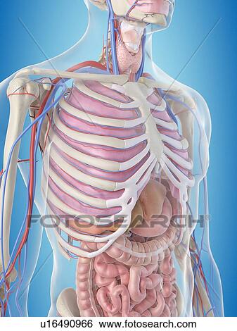 Stock Illustration - Human internal organs, artwork. Fotosearch