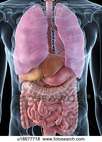 Stock Illustration - Human internal organs, artwork. Fotosearch
