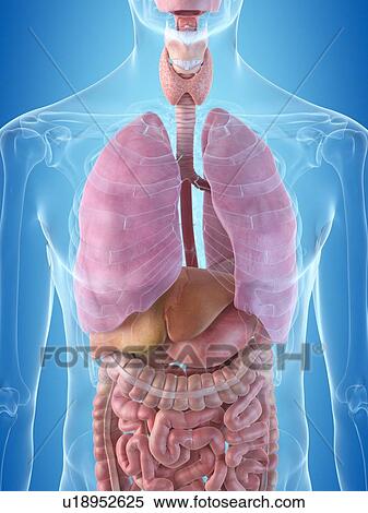 Human internal organs, artwork View Large Illustration Stock Illustration - Human internal organs, artwork. Fotosearch