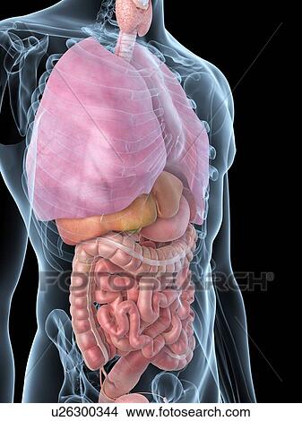 Stock Illustration - Human internal organs, artwork. Fotosearch