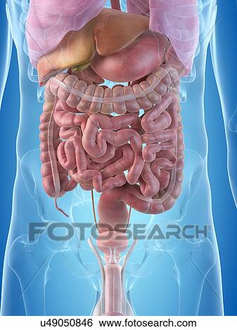 Human internal organs, artwork View Large Illustration Stock Illustration - Human internal organs, artwork. Fotosearch