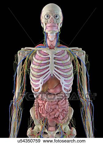 Stock Illustration - Human internal organs, artwork. Fotosearch