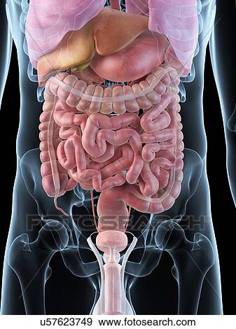 Stock Illustration - Human internal organs, artwork. Fotosearch