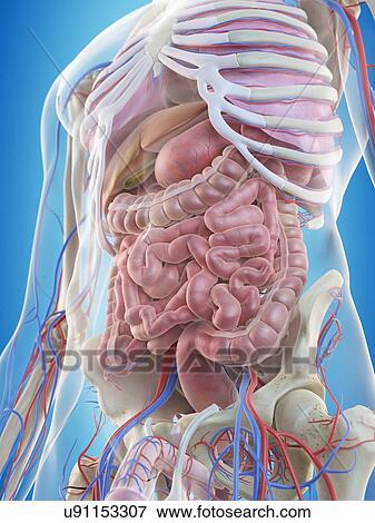Stock Illustration - Human internal organs, artwork. Fotosearch