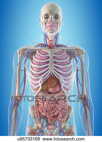 Human internal organs, artwork View Large Illustration Stock Illustration - Human internal organs, artwork. Fotosearch