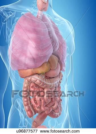 Human internal organs, artwork View Large Illustration Stock Illustration - Human internal organs, artwork. Fotosearch