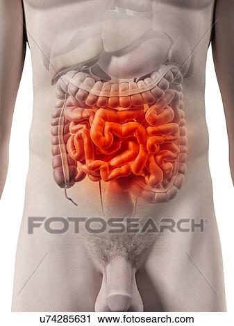 Human intestine, artwork View Large Illustration Clip Art - Human intestine, artwork. Fotosearch