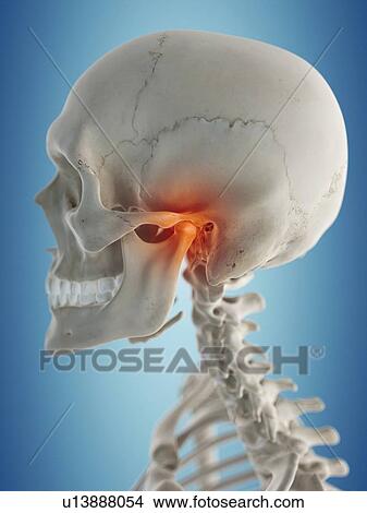 Human jaw, artwork View Large Illustration Stock Illustration - Human jaw, artwork. Fotosearch