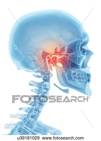 Human jaw, artwork View Large Illustration Stock Illustration - Human jaw, artwork. Fotosearch