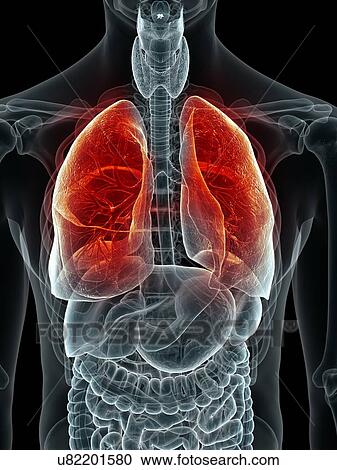 Clipart - Human kidney, artwork. Fotosearch