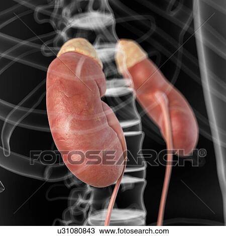 Drawing - Human kidneys, artwork. Fotosearch