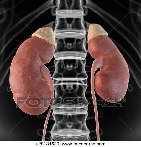 Stock Illustration - Human kidneys, artwork. Fotosearch