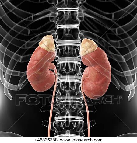 Stock Illustration - Human kidneys, artwork. Fotosearch