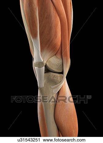 Human knee anatomy, artwork View Large Illustration Clip Art - Human knee anatomy, artwork. Fotosearch