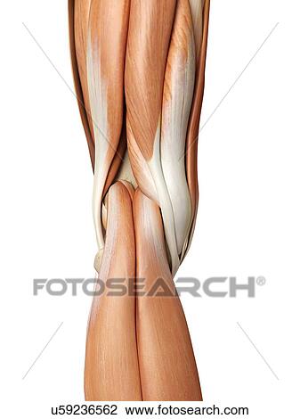 Human knee anatomy, artwork View Large Illustration Drawing - Human knee anatomy, artwork. Fotosearch