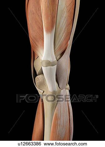 Stock Illustration - Human knee anatomy, artwork. Fotosearch