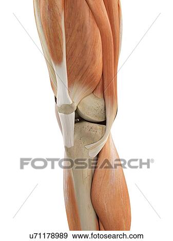 Stock Illustration - Human knee anatomy, artwork. Fotosearch