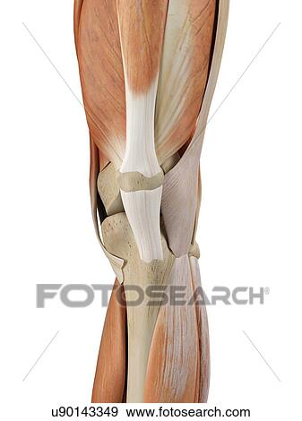 Stock Illustration - Human knee anatomy, artwork. Fotosearch