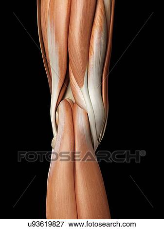 Stock Illustration - Human knee anatomy, artwork. Fotosearch