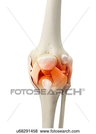 Human knee bones, artwork View Large Illustration Stock Illustration - Human knee bones, artwork. Fotosearch