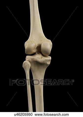 Clipart - Human knee joint, artwork. Fotosearch