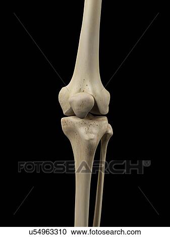 Human knee joint, artwork View Large Illustration Clipart - Human knee joint, artwork. Fotosearch