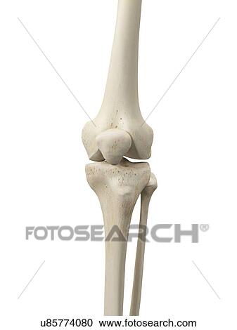 Human knee joint, artwork View Large Illustration Clipart - Human knee joint, artwork. Fotosearch