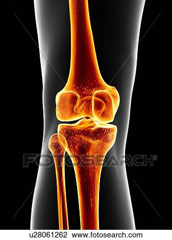 Human knee joint, artwork View Large Illustration Drawing - Human knee joint, artwork. Fotosearch