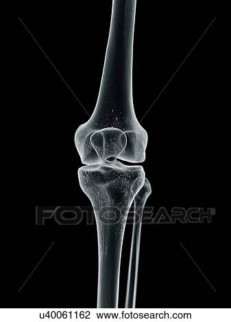 Human knee joint, artwork View Large Illustration Drawing - Human knee joint, artwork. Fotosearch