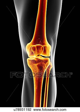 Human knee joint, artwork View Large Illustration Drawing - Human knee joint, artwork. Fotosearch
