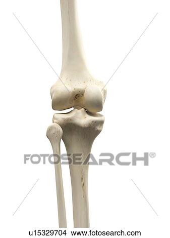 Stock Illustration - Human knee joint, artwork. Fotosearch