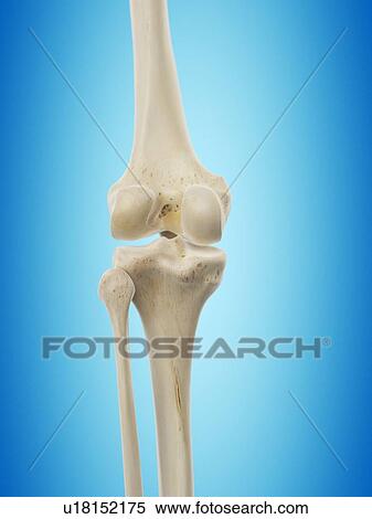 Stock Illustration - Human knee joint, artwork. Fotosearch