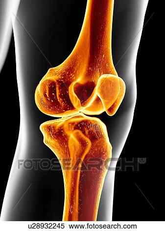 Stock Illustration - Human knee joint, artwork. Fotosearch