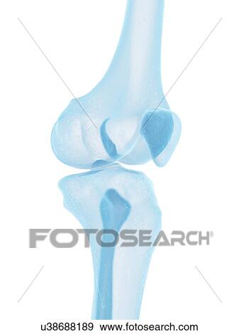 Human knee joint, artwork View Large Illustration Stock Illustration - Human knee joint, artwork. Fotosearch