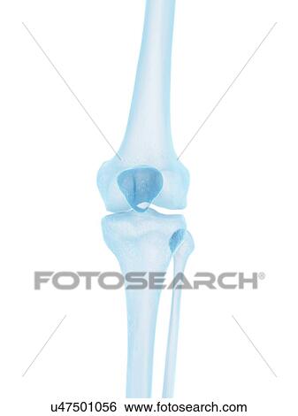 Stock Illustration - Human knee joint, artwork. Fotosearch