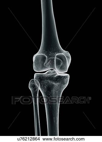 Human knee joint, artwork View Large Illustration Stock Illustration - Human knee joint, artwork. Fotosearch