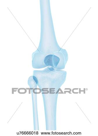 Human knee joint, artwork View Large Illustration Stock Illustration - Human knee joint, artwork. Fotosearch