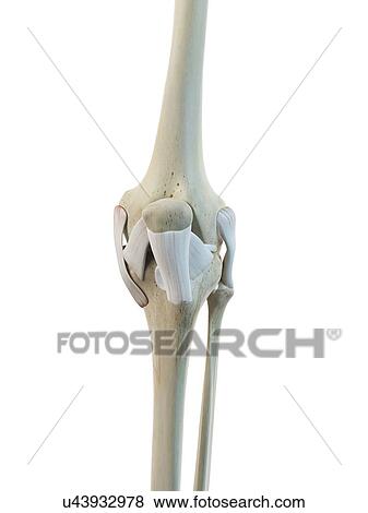 Stock Illustration - Human knee ligaments, artwork. Fotosearch