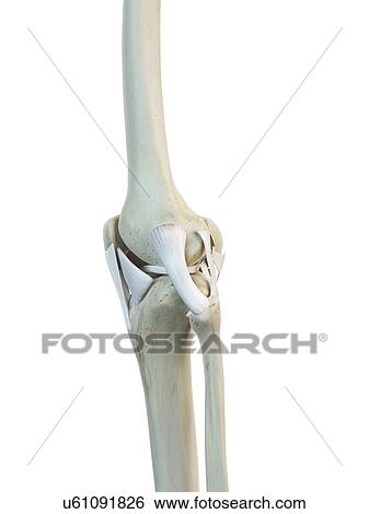 Human knee ligaments, artwork View Large Illustration Stock Illustration - Human knee ligaments, artwork. Fotosearch