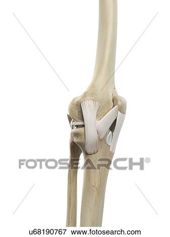 Stock Illustration - Human knee ligaments, artwork. Fotosearch