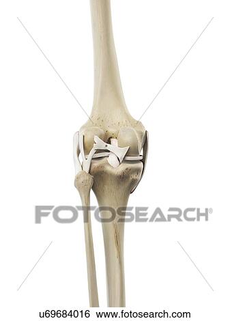 Human knee ligaments, artwork View Large Illustration Stock Illustration - Human knee ligaments, artwork. Fotosearch