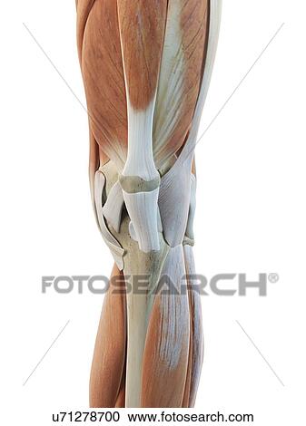 Human knee muscles, artwork View Large Illustration Clipart - Human knee muscles, artwork. Fotosearch