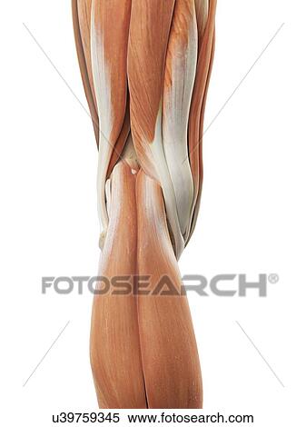 Human knee muscles, artwork View Large Illustration Stock Illustration - Human knee muscles, artwork. Fotosearch