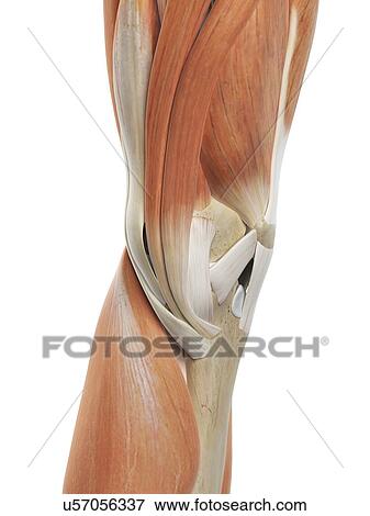 Stock Illustration - Human knee muscles, artwork. Fotosearch