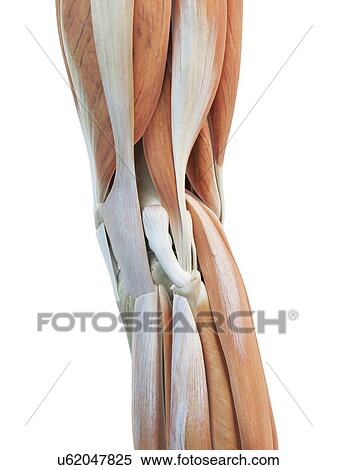 Stock Illustration - Human knee muscles, artwork. Fotosearch